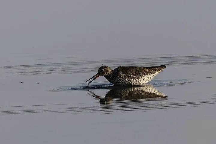 Reserve Ornithologique du Teich et alentours - Photo n°15