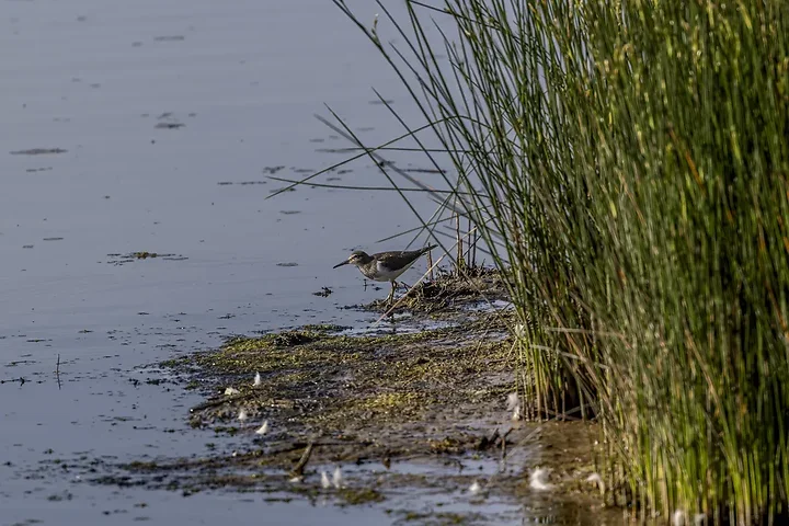 Reserve Ornithologique du Teich et alentours - Photo n°17
