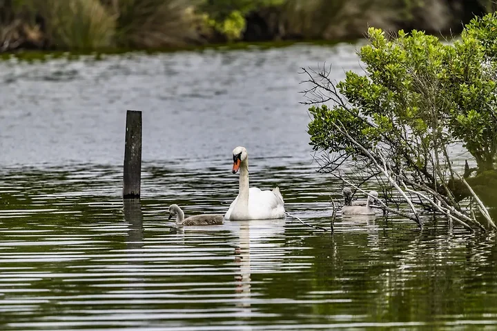 Reserve Ornithologique du Teich et alentours - Photo n°20