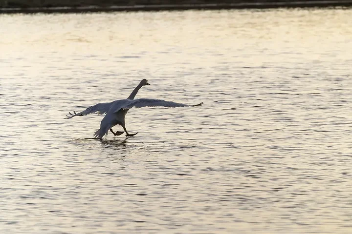 Reserve Ornithologique du Teich et alentours - Photo n°22