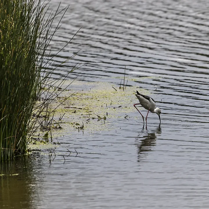 Reserve Ornithologique du Teich et alentours - Photo n°23