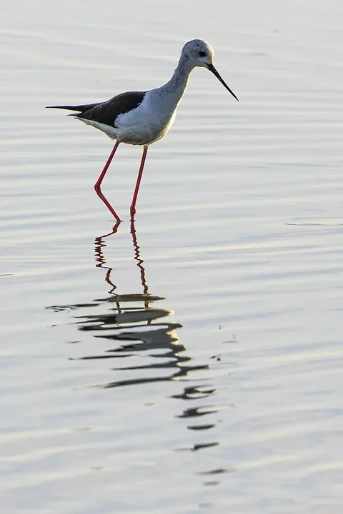 Reserve Ornithologique du Teich et alentours - Photo n°24