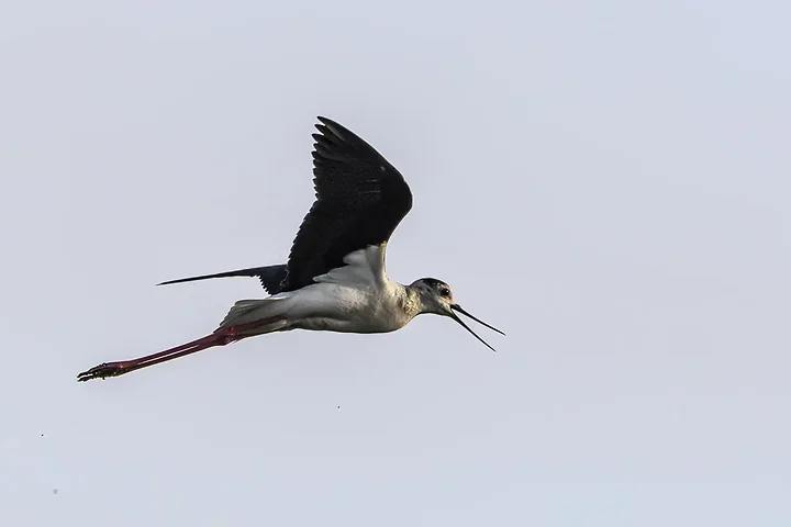 Reserve Ornithologique du Teich et alentours - Photo n°25
