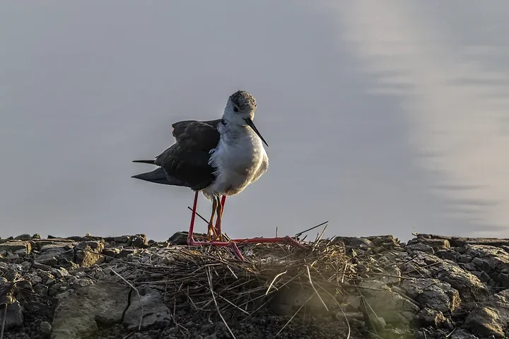 Reserve Ornithologique du Teich et alentours - Photo n°26