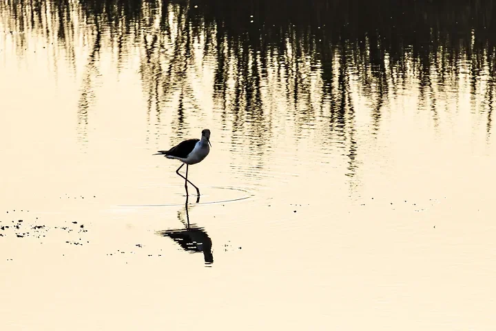 Reserve Ornithologique du Teich et alentours - Photo n°27