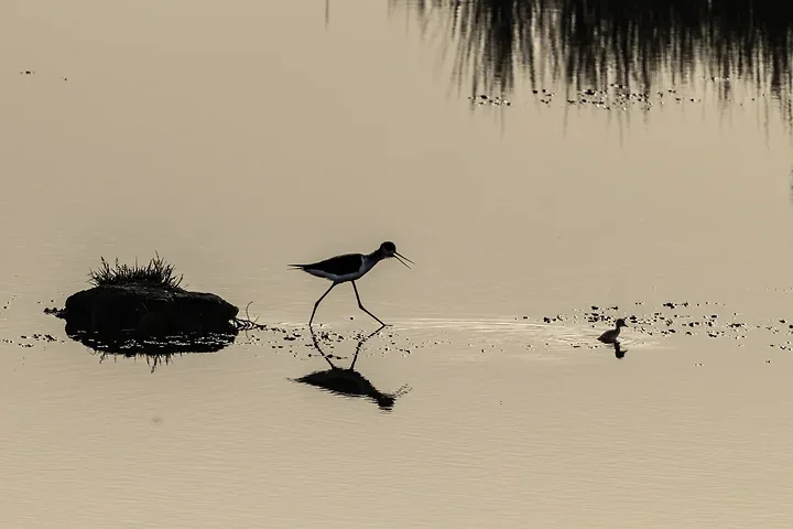 Reserve Ornithologique du Teich et alentours - Photo n°28