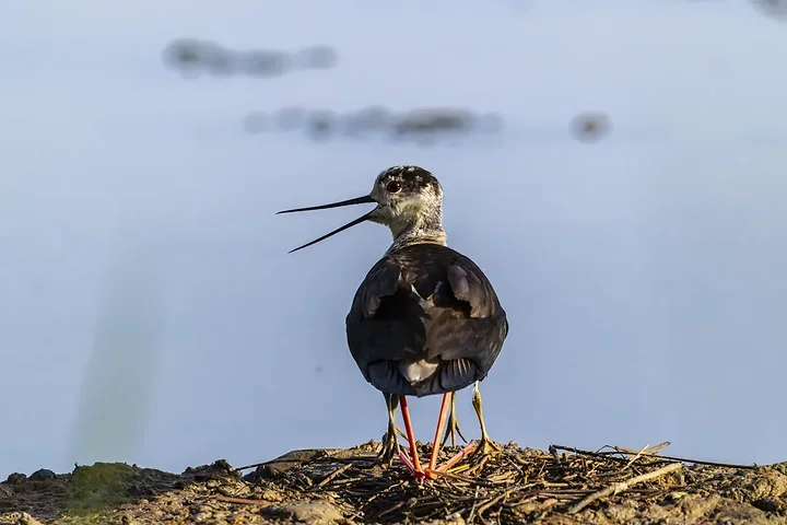 Reserve Ornithologique du Teich et alentours - Photo n°29