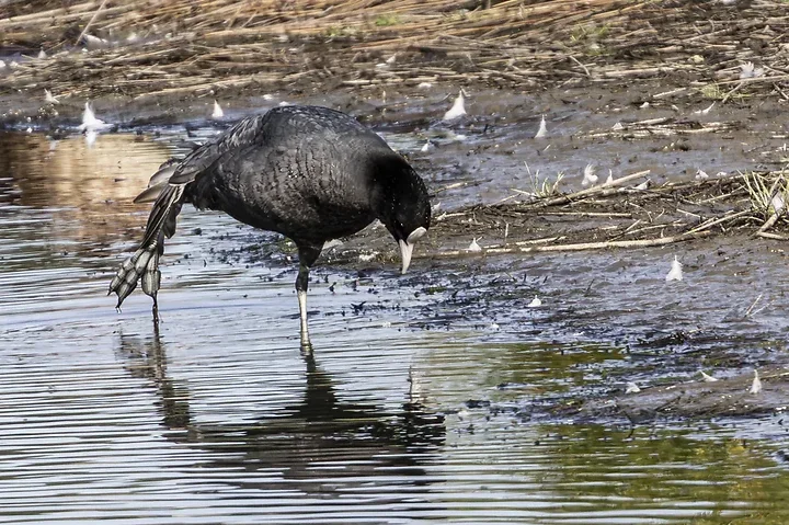 Reserve Ornithologique du Teich et alentours - Photo n°31