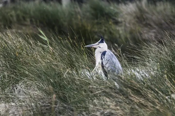 Reserve Ornithologique du Teich et alentours - Photo n°32