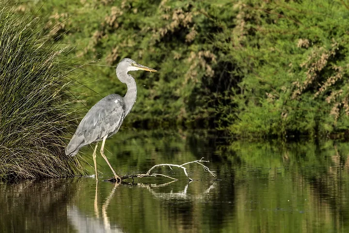 Reserve Ornithologique du Teich et alentours - Photo n°33
