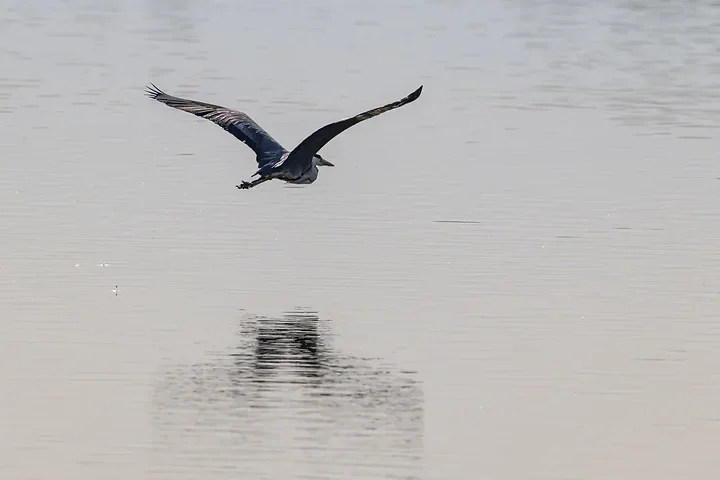 Reserve Ornithologique du Teich et alentours - Photo n°34