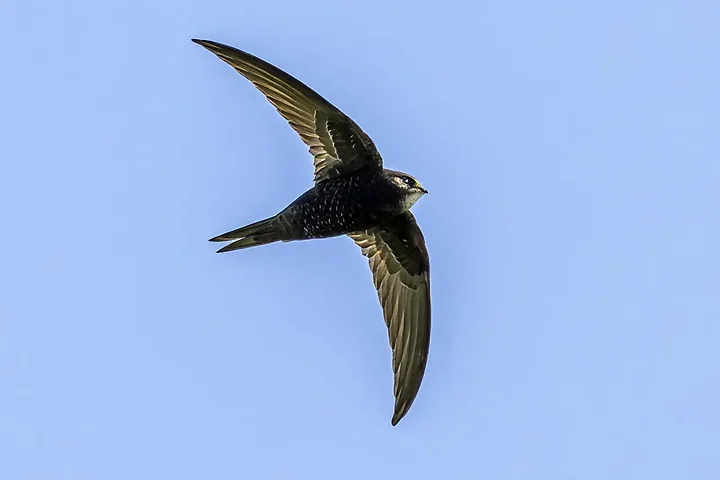 Reserve Ornithologique du Teich et alentours - Photo n°39