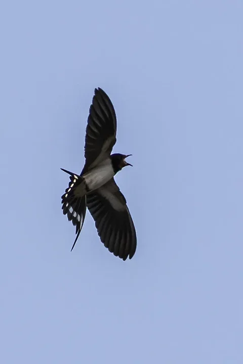 Reserve Ornithologique du Teich et alentours - Photo n°40