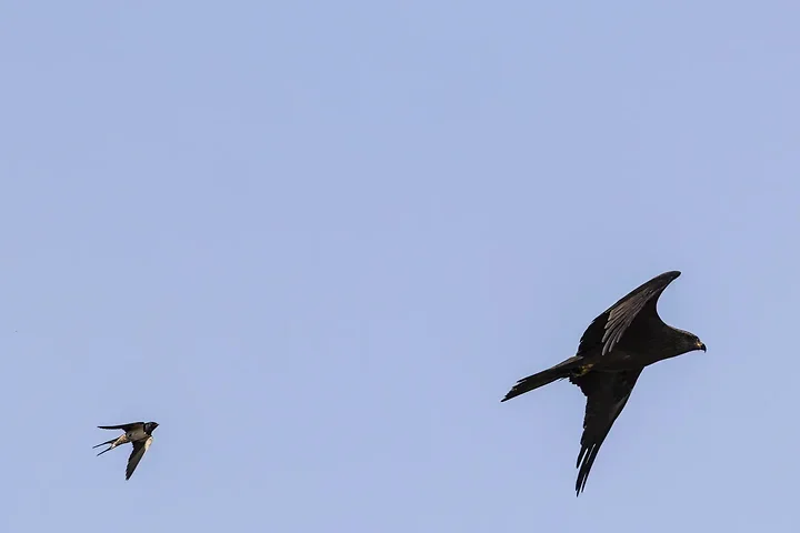 Reserve Ornithologique du Teich et alentours - Photo n°41