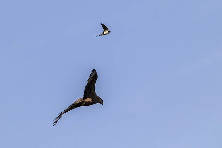 Reserve Ornithologique du Teich et alentours - Photo n°42