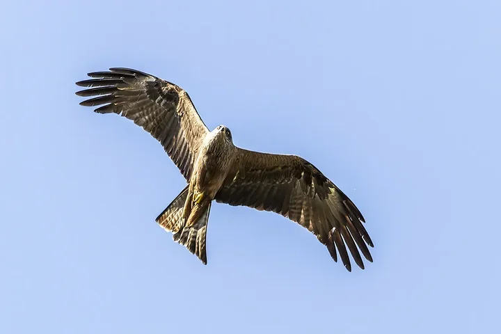 Reserve Ornithologique du Teich et alentours - Photo n°43