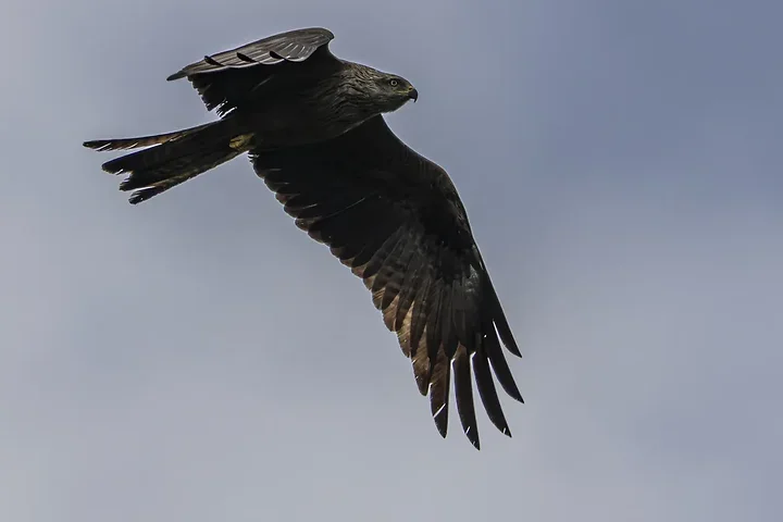 Reserve Ornithologique du Teich et alentours - Photo n°44