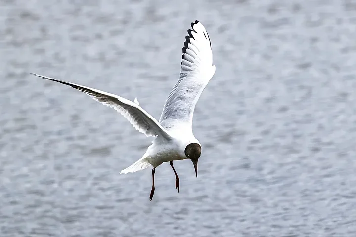 Reserve Ornithologique du Teich et alentours - Photo n°46