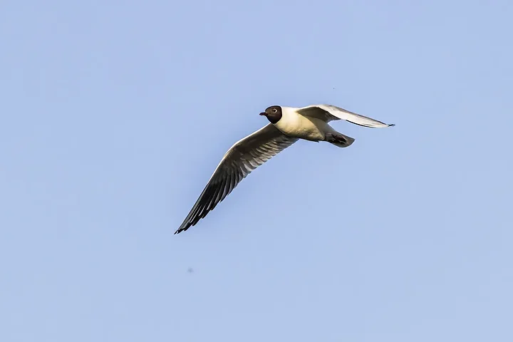 Reserve Ornithologique du Teich et alentours - Photo n°47