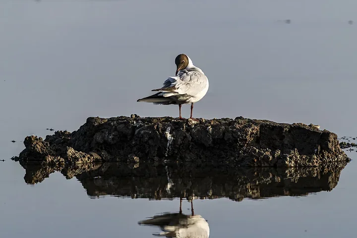 Reserve Ornithologique du Teich et alentours - Photo n°48