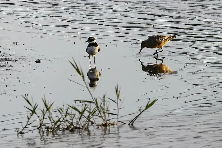 Reserve Ornithologique du Teich et alentours - Photo n°49