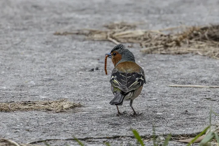 Reserve Ornithologique du Teich et alentours - Photo n°51