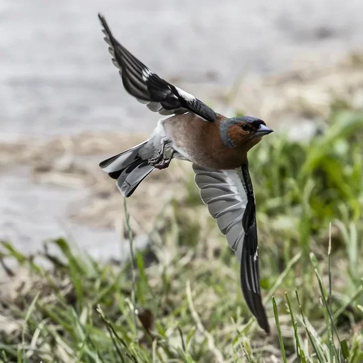 Reserve Ornithologique du Teich et alentours - Photo n°52