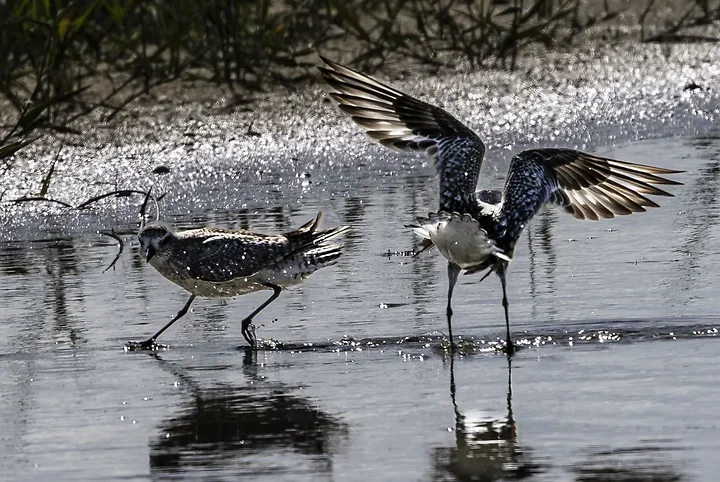 Reserve Ornithologique du Teich et alentours - Photo n°54