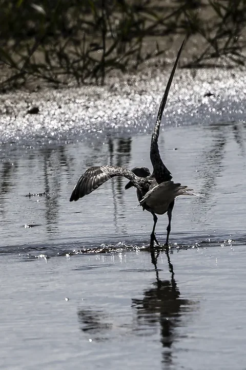 Reserve Ornithologique du Teich et alentours - Photo n°55