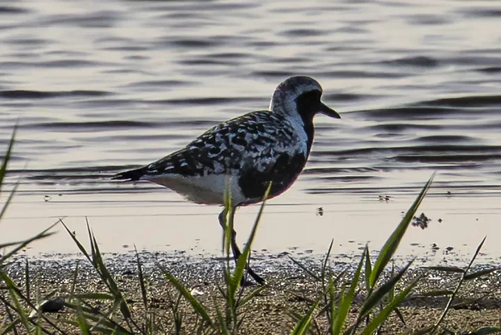Reserve Ornithologique du Teich et alentours - Photo n°56