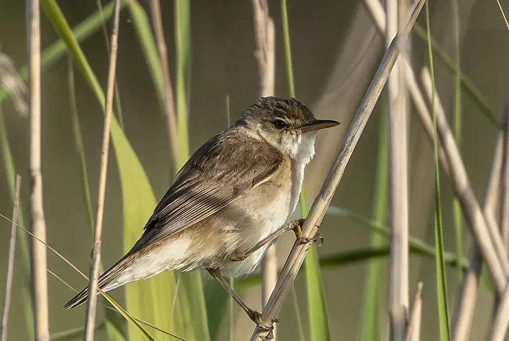 Reserve Ornithologique du Teich et alentours - Photo n°58