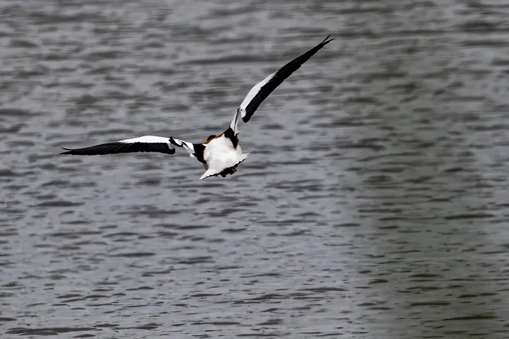 Reserve Ornithologique du Teich et alentours - Photo n°62